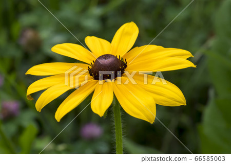 Ludubecia花 66585003