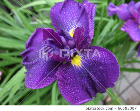 鳶尾花 66585007