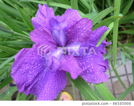 鳶尾花 66585008