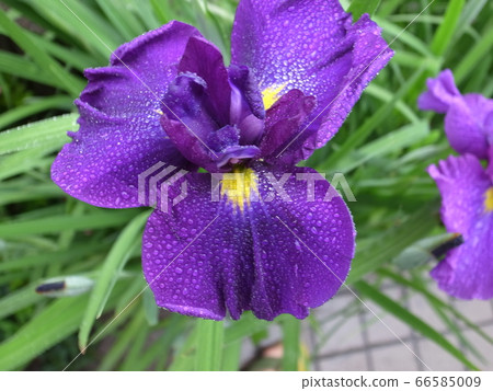 鳶尾花 66585009