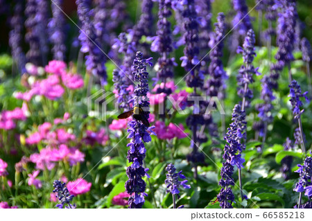 Lavender bee summer Lavender bee summer 66585218