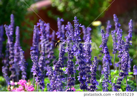 Lavender bee summer Lavender bee summer 66585219