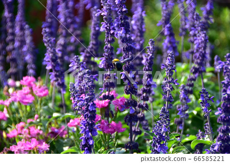 Lavender bee summer Lavender bee summer 66585221