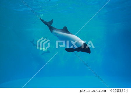 Killer whale swimming in the aquarium 66585224