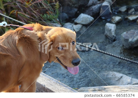 Golden Retriever Cross a small bridge 66585374
