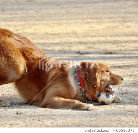 玩金毛球 66585375