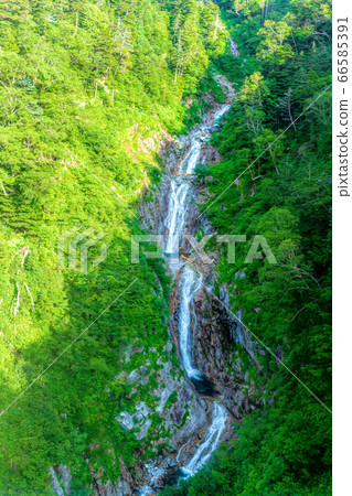 千疊敷捲曲（7月陽光燦爛的夏天） 66585391