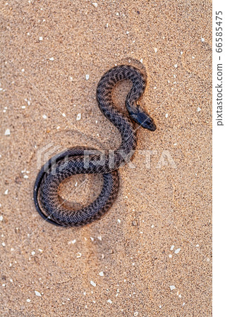 Black grass snake is coiling on sand above view 66585475