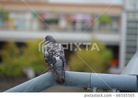 Dove perching on the railing Dove perching on the railing 66585505