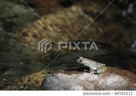 Clear stream with frogs 66585511