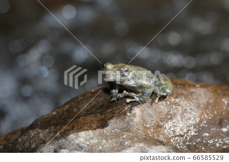 Red-headed frog 66585529
