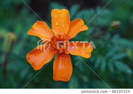 Flower wet with rain dew 66585554