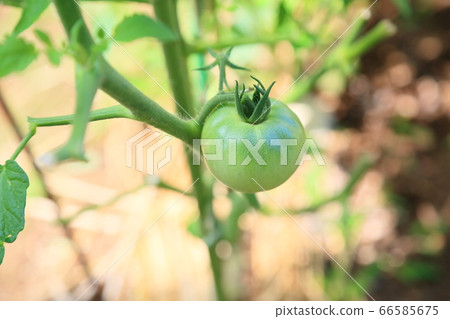 番茄的果實 番茄的果實 66585675
