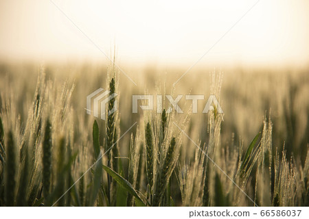 麥田的早晨麥田的早晨農業麥穗清晨的日本栽培 66586037