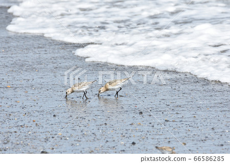 湯粉 湯粉 66586285