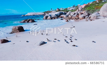 Boulder Beach Wild Penguin 66586731
