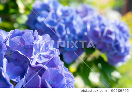Blue hydrangea up 66586765