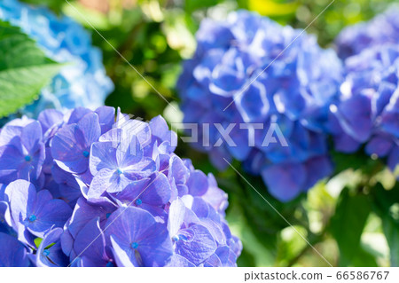 Blue hydrangea up 66586767