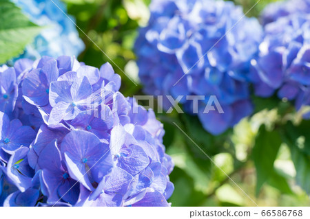 Blue hydrangea up 66586768