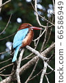 Aoshoubin 66586949