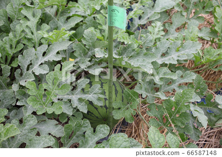 Watermelon Population Watermelon Population 66587148