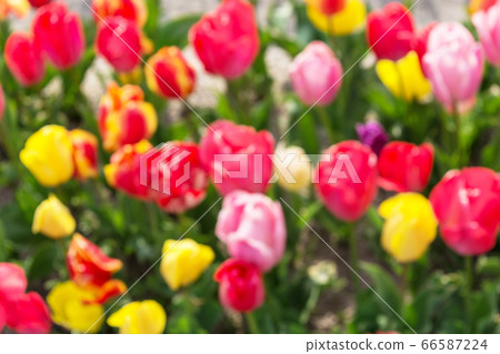 Out-of-focus tulip photo for background Out-of-focus tulip photo for background 66587224