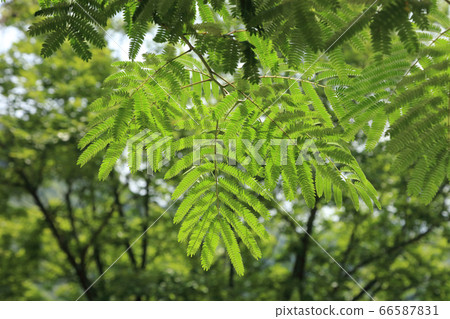 der木的新鮮綠色。 66587831