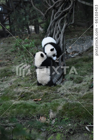 Baby panda Baby panda 66588403