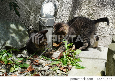Stray Cat Stray Kitten Stray Cat Stray Kitten 66589577
