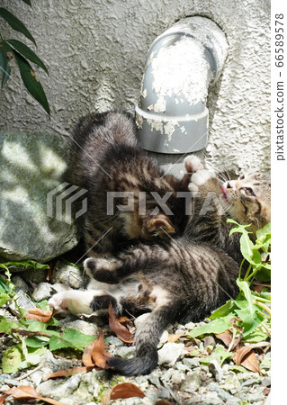 Stray Cat Stray Kitten Stray Cat Stray Kitten 66589578