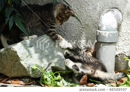 流浪貓流浪小貓 66589597