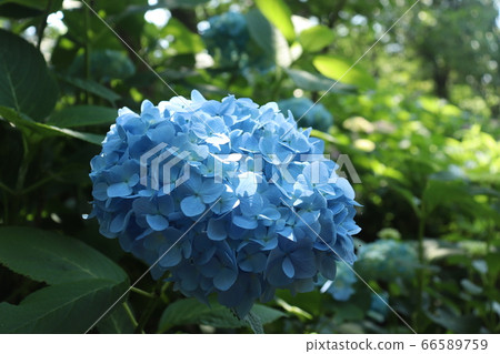 Hydrangea at Cape Togengo, Kadokawa, Miyazaki Prefecture 66589759