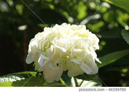 Hydrangea at Cape Togengo, Kadokawa, Miyazaki Prefecture Hydrangea at Cape Togengo, Kadokawa, Miyazaki Prefecture 66589760