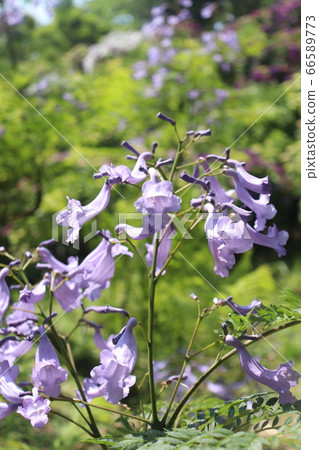 宮崎縣角川市Togengo角的Jakaranta 宮崎縣角川市Togengo角的Jakaranta 66589773