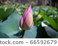 Lotus flower buds 66592679