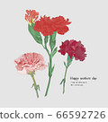 Mother's Day Carnation Greeting Card 66592726