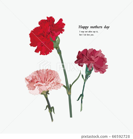 Mother's Day Carnation Greeting Card 66592728
