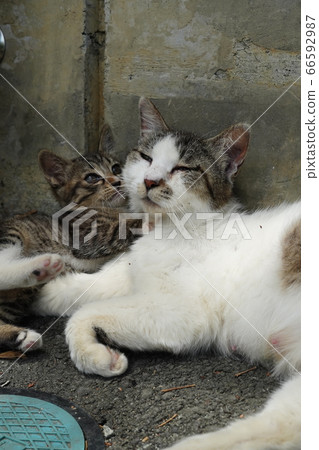 愛母貓的流浪貓小貓 66592987