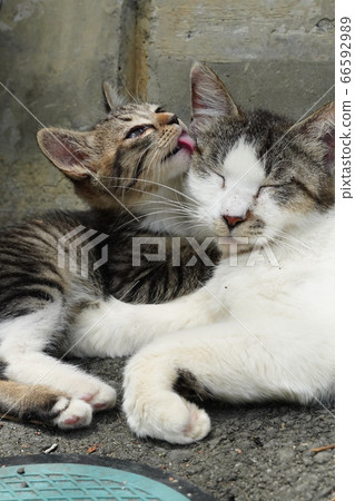 Stray cat kittens who love mother cats Stray cat kittens who love mother cats 66592989