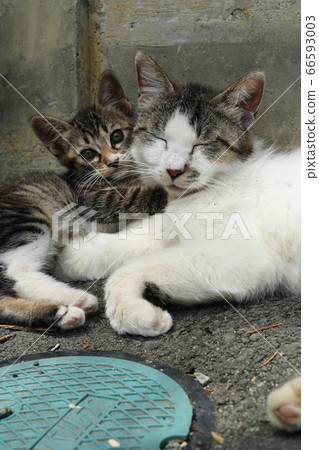 Stray cat kittens who love mother cats Stray cat kittens who love mother cats 66593003