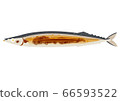 Only one grilled pacific saury 66593522