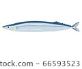 Fresh saury 66593523