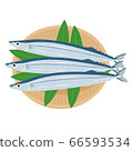 Fresh greasy saury 66593534