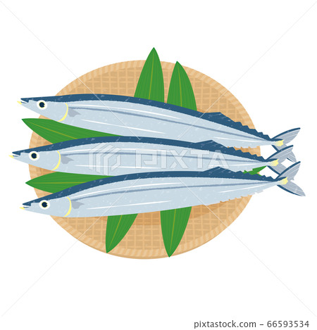 Fresh greasy saury Fresh greasy saury 66593534