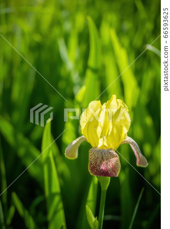Blooming yellow iris on a summer day outdoors 66593625
