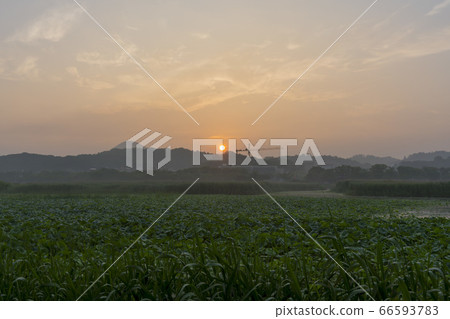 京畿道安山市華郎湖 京畿道安山市華郎湖 66593783