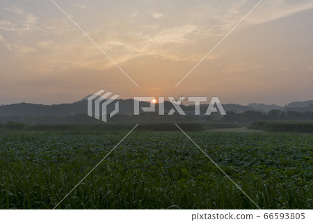 京畿道安山市華郎湖 66593805