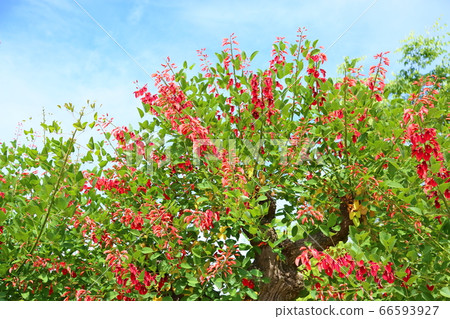 American Flower of Deigo American Flower of Deigo 66593927