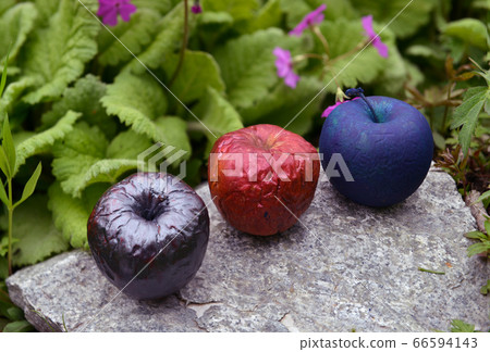 Three colorful painted or magic poisonous apples in the garden outdoors. Esoteric, gothic and occult background with magic objects, mystic and fairy tale concept Three colorful painted or magic poisonous apples in the garden outdoors. Esoteric, gothic and occult background with magic objects, mystic and fairy tale concept 66594143
