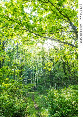 Fresh green landscape of Onbara Highlands 66594481